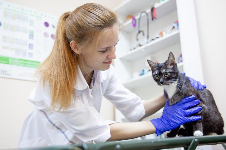 Itraconazol Para Gatos: Posología Y Administración