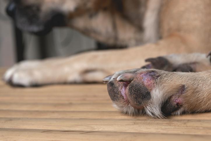 Pododermatitis en Perros: Causas, Síntomas Y Tratamiento