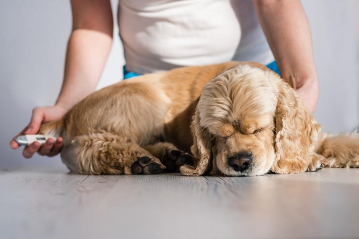 Encefalitis en Perros: Síntomas Y Tratamiento