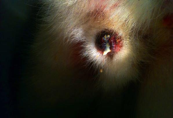 Balanopostitis en Perros: Causas, Síntomas Y Tratamiento