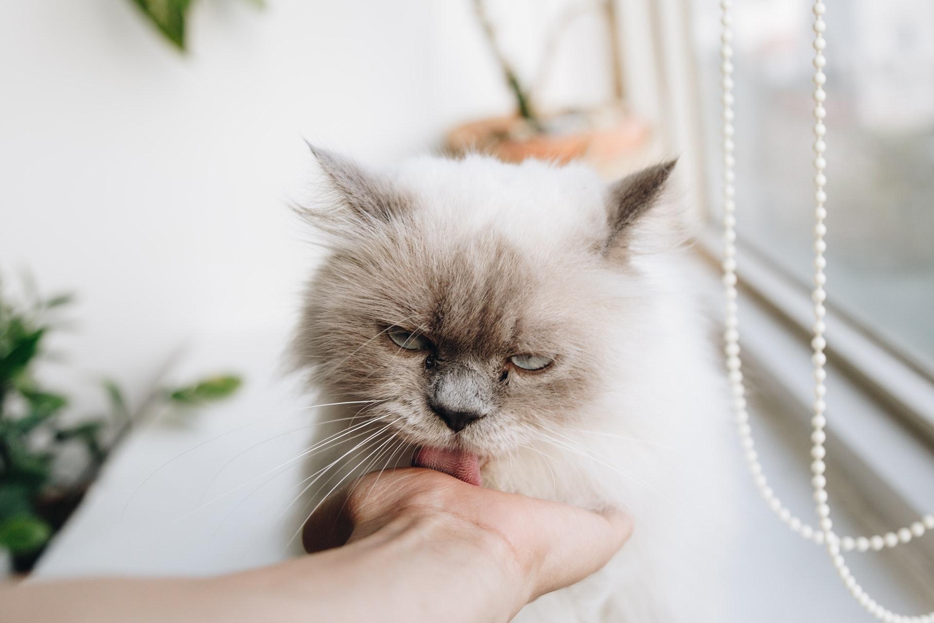 ¿pueden Los Gatos Contraer Salmonella? Intoxicación Alimentaria en Gatos