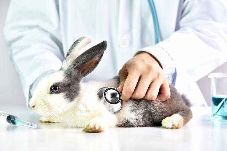 Mi Conejo Sufre Un Golpe De Calor: Signos Y Tratamiento