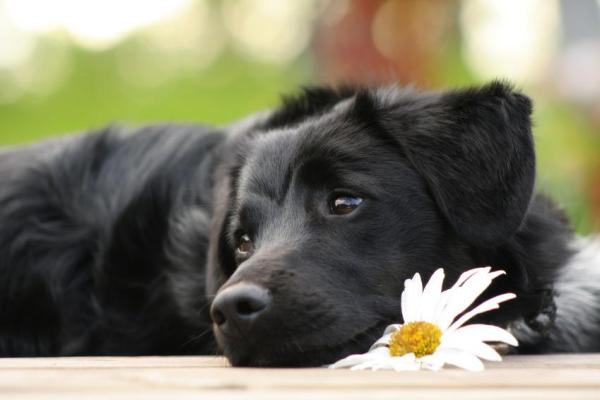 Asma en Perros- Causas, Síntomas, Tratamiento y Remedios Caseros - Asma en perros: tratamientos naturales 