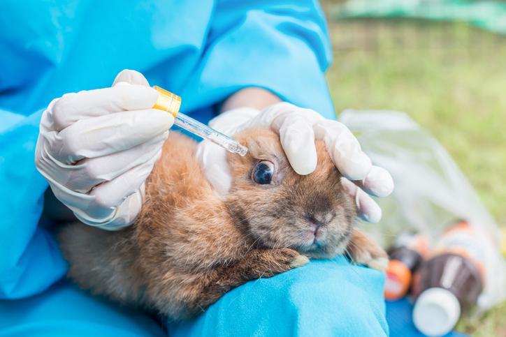 Conjuntivitis en Conejos: Causas, Síntomas Y Tratamiento