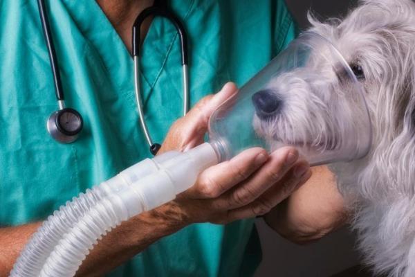 Edema pulmonar en perros - Síntomas, causas y tratamiento - Edema pulmonar en perros: diagnóstico 
