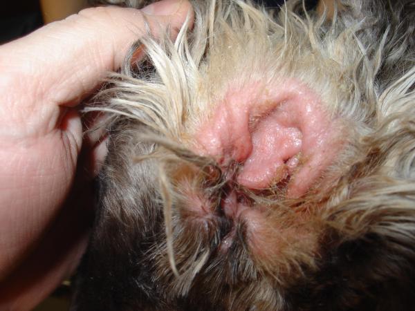 Malassezia en perros - Contagio, Síntomas, Causas y Tratamiento - Malassezia en perros: otitis 