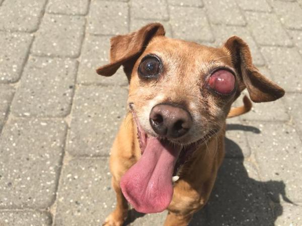 Problemas oculares comunes en perros - Inflamación ocular: uveítis anterior en perros 