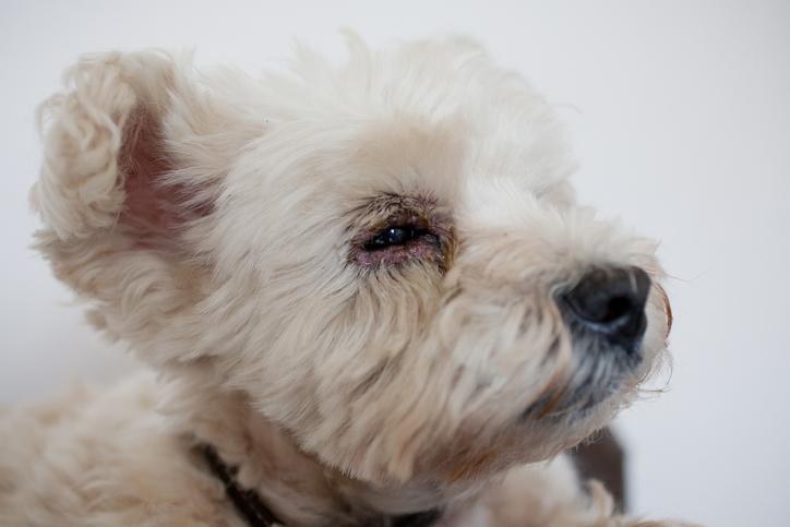 Problemas Oculares Comunes en Perros