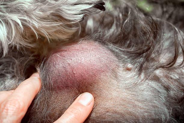 Tumor De Mastocitos en Perros: Síntomas, Pronóstico Y Tratamiento