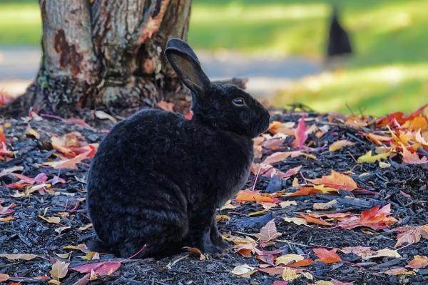 10 cosas sobre los conejos que no sabías - 5. ¿De dónde vienen?