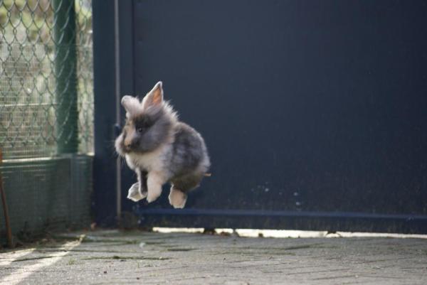 10 cosas sobre los conejos que no sabías - 4. Cuando están felices...