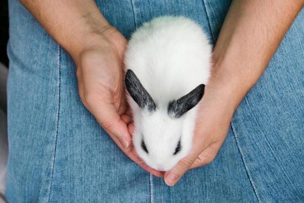 10 cosas sobre los conejos que no sabías - 7. Tienen muchos bebés