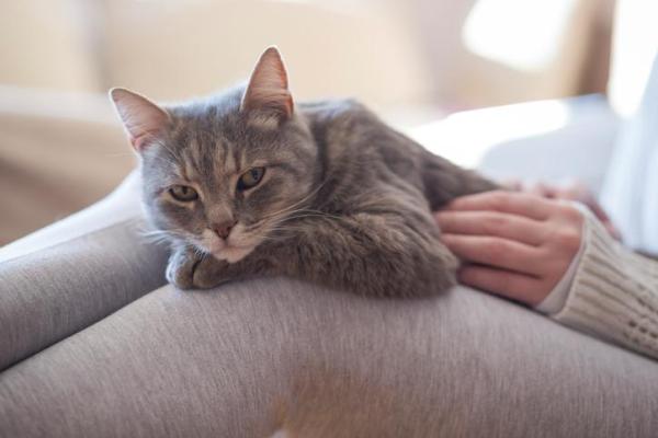 ¿Puede enfermarse su gato?  - Los gatos propagan enfermedades - Enfermedades transmitidas por los gatos callejeros