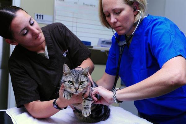 Mi gato se comporta raro después del tratamiento contra las pulgas: tratamiento de la intoxicación por medicamentos contra las pulgas en gatos