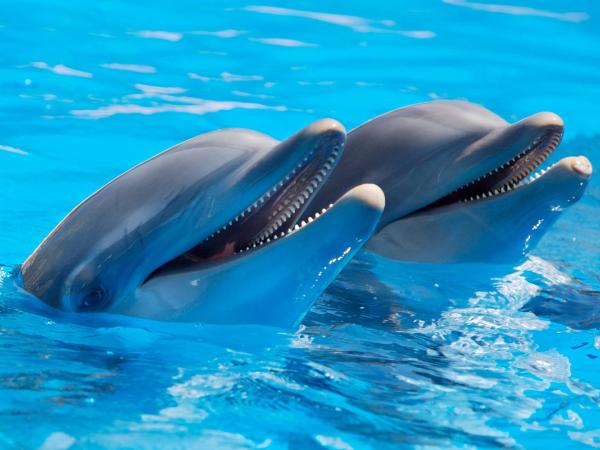 Los 10 animales más bellos del mundo - 5. Delfín mular común (Tursiops truncatus)