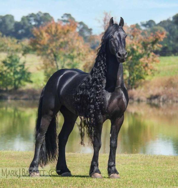 Los 10 animales más bellos del mundo - 8. Caballo frisón (Equus ferus caballus)
