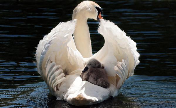 Los 10 animales más bellos del mundo - 3. Cisne mudo (Cygnus olor)