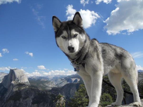 Los 10 animales más bellos del mundo - 9. Husky siberiano (Canis familiaris)