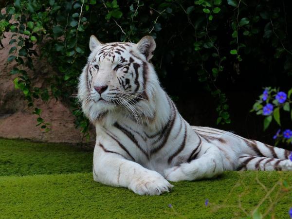 Los 10 animales más bellos del mundo - 2. Tigre de Bengala blanco (Panthera tigris tigris)