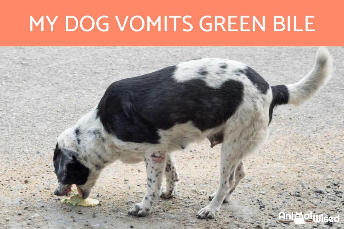¿por Qué Mi Perro Vomita Bilis Verde?