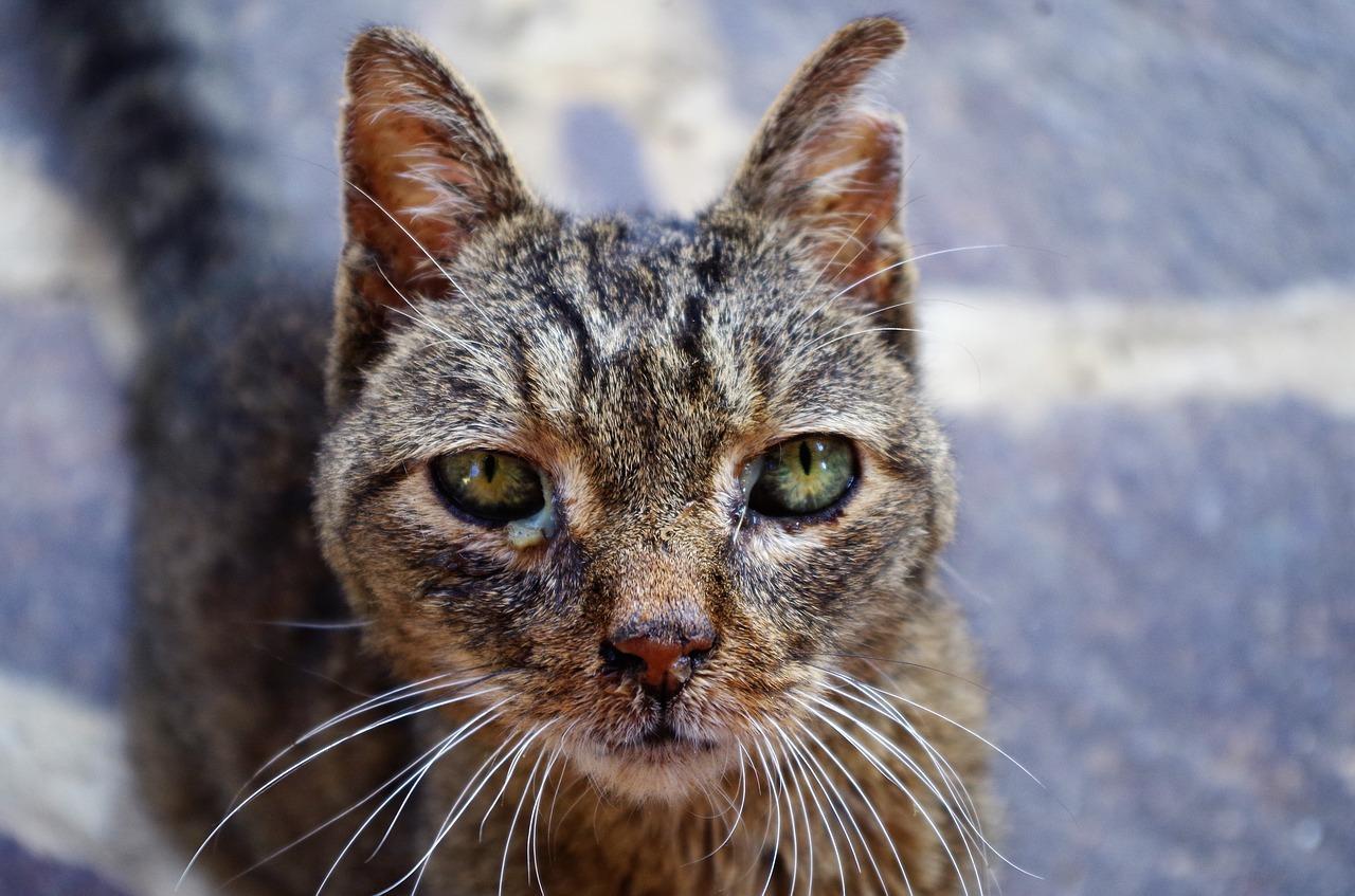 Infección De Los Senos Nasales en Gatos: Remedios Caseros