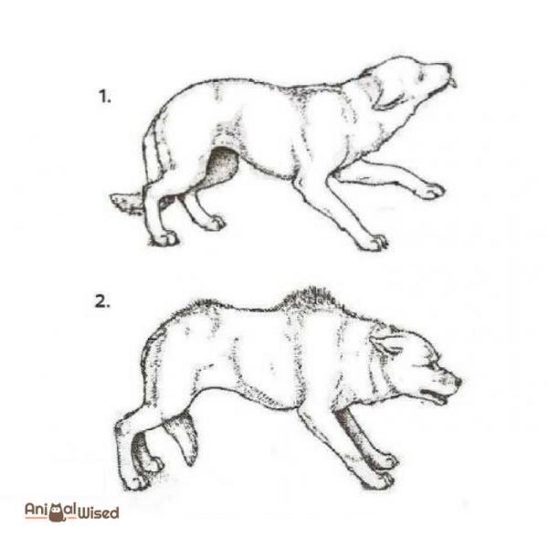 Lenguaje corporal del perro y señales calmantes: posición de miedo o agresión