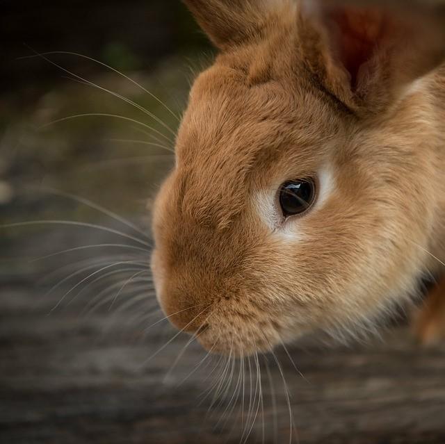Castrar Un Conejo: Beneficios Y Consejos Para El Cuidado Posterior