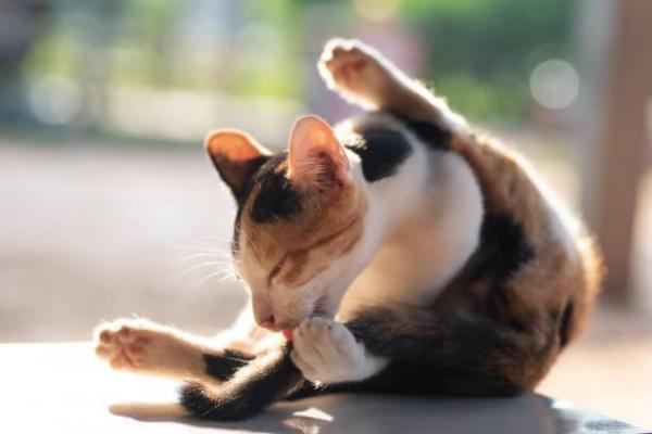 Mi gato se acicala demasiado - Causas y tratamiento - Causas del acicalamiento excesivo en gatos