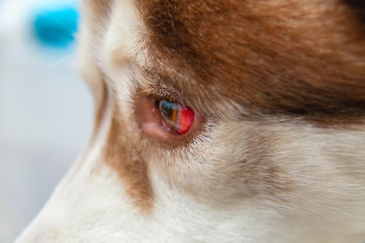 Mi Perro Tiene Los Ojos Inyectados en Sangre