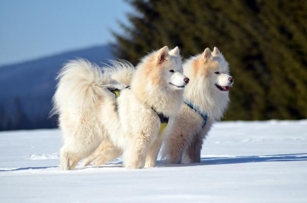 Tipos y razas de perros husky - Samoyedo