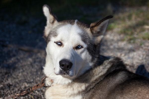 Tipos y razas de perros husky - El husky de Alaska