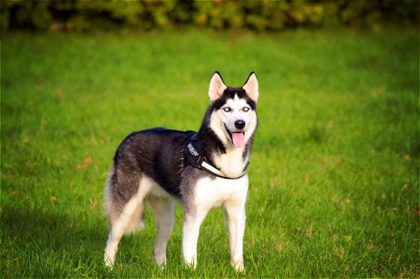 Tipos y razas de perros Husky - El Husky Siberiano 