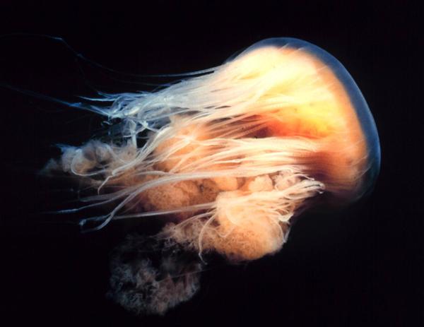La medusa más grande del mundo - Comportamiento y reproducción de la medusa melena de león 