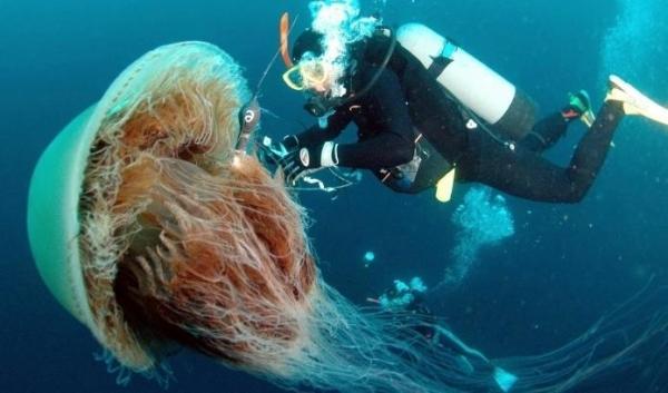 La medusa más grande del mundo - Hábitat de la medusa melena de león 
