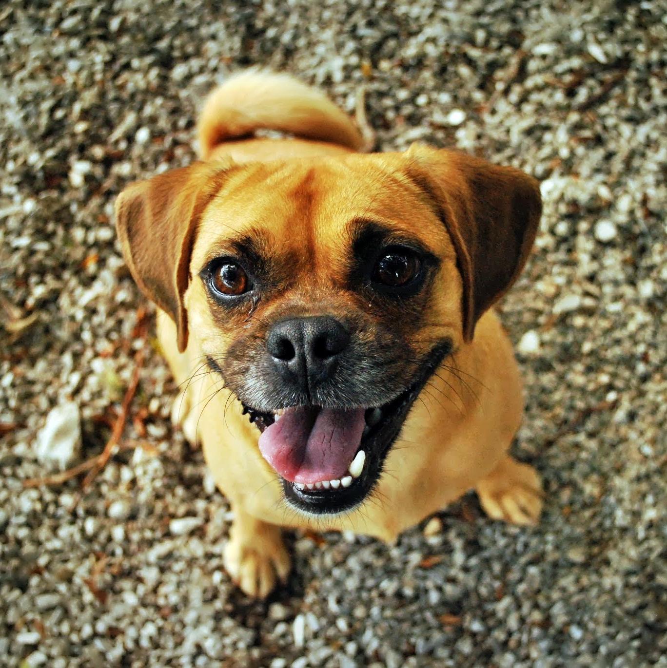 5 Señales De Que Tu Perro Está Feliz