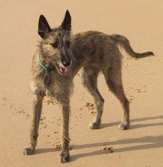 Las 13 mejores razas de perros australianos - Con imágenes - 6. Perro canguro australiano 