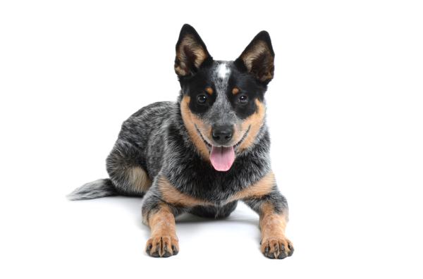 Las 13 mejores razas de perros australianos - Con imágenes - 2. Perro ganadero australiano 