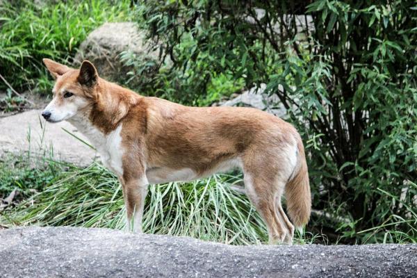 Las 13 mejores razas de perros australianos - Con imágenes - 13. Dingo australiano