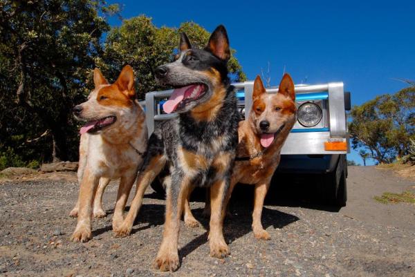 Las 13 mejores razas de perros australianos - Con imágenes - 12. Perro ganadero de cola rechoncha