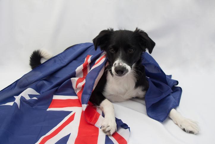 Las 13 Mejores Razas De Perros Australianos: Con Imágenes