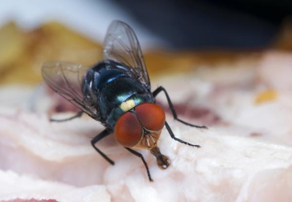 ¿Son peligrosas las moscas azules?  - Más datos sobre la mosca de la botella azul.