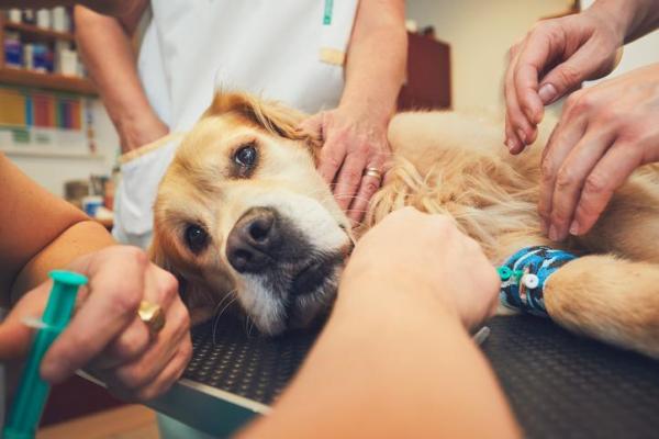 Cómo eliminar las verrugas en perros - Eliminación de verrugas en perros