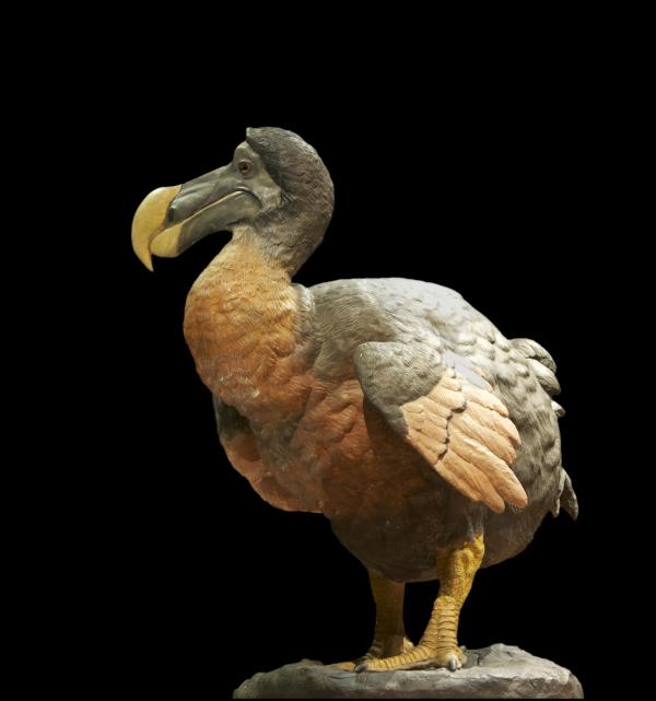 ¿Por qué se extinguió el dodo? ¿Se podría haber evitado la extinción del dodo?