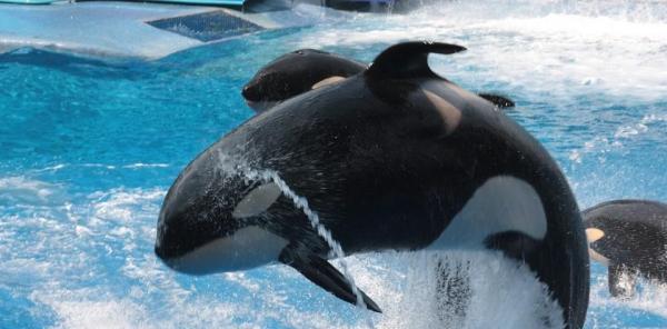 ¿Las orcas realmente matan?  - La agresividad de las orcas y su motivo.