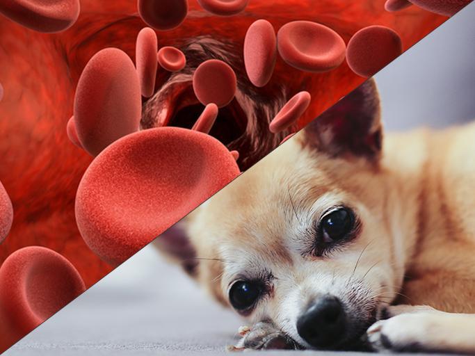 Anemia Hemolítica en Perros