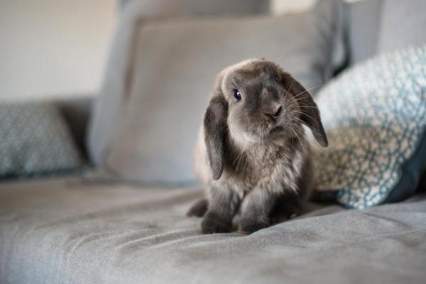 ¿Por qué está triste mi conejo?  - Mi conejo está muy triste - falta de estimulación física y/o mental