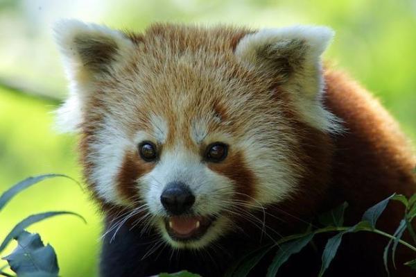 5 datos curiosos sobre el panda rojo: ¿Por qué están en peligro los pandas rojos?