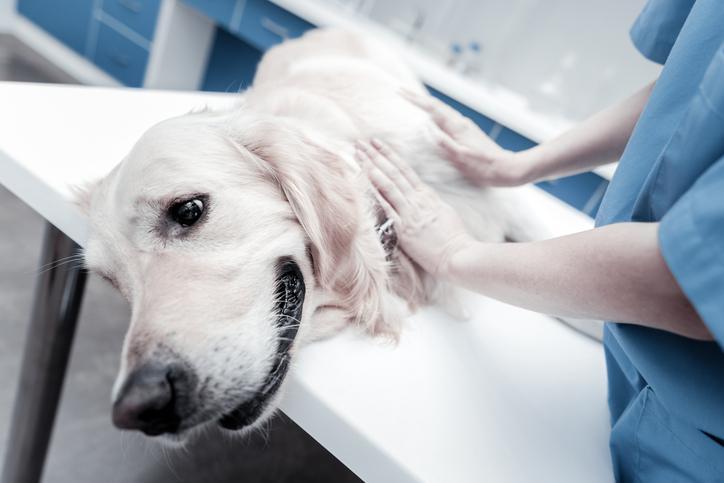 Mi Perro Tiene Insuficiencia Renal: Síntomas Y Tratamiento