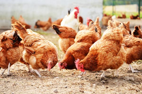 Diferencias entre faisanes, codornices y gallinas – ¿Cómo son las gallinas?