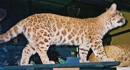 Diferencias entre ligres y tigones: todo sobre los híbridos de gato: ¿qué es un pumapard?